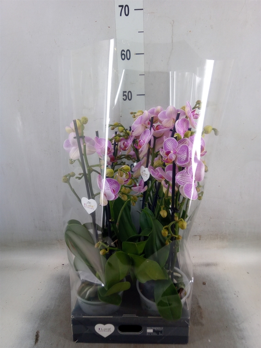 <h4>Phalaenopsis   ...rose</h4>
