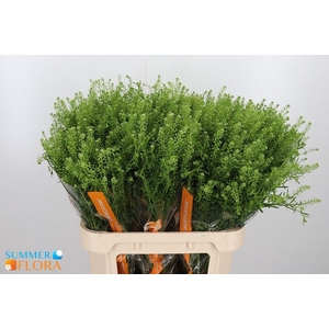 LEP VI GWELO GREEN