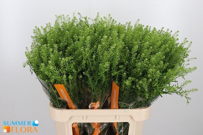 <h4>LEP VI GWELO GREEN</h4>