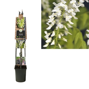 Wisteria floribunda 'Alba' +3.0 label