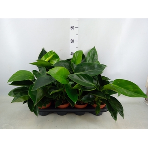 Philodendron  'Green Princess'