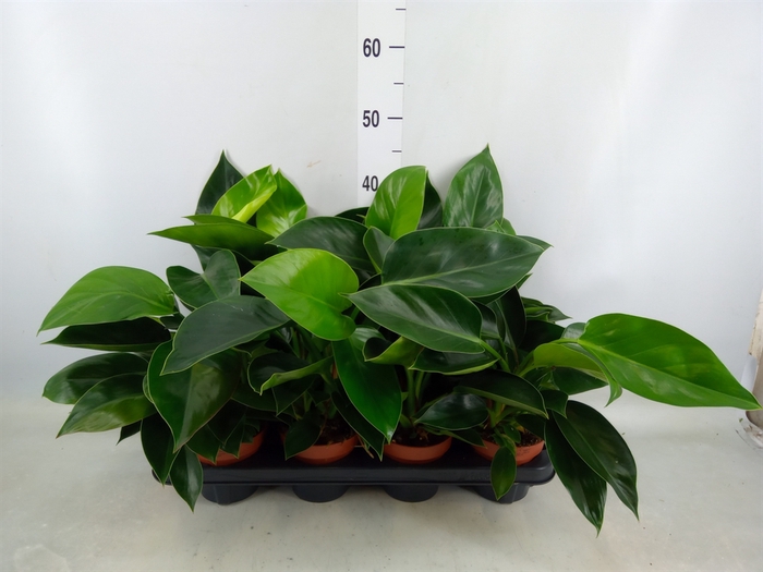 <h4>Philodendron  'Green Princess'</h4>