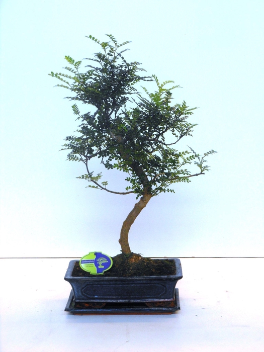 <h4>Zanthoxylum piperitum, 30cm., shape, with dip tray</h4>
