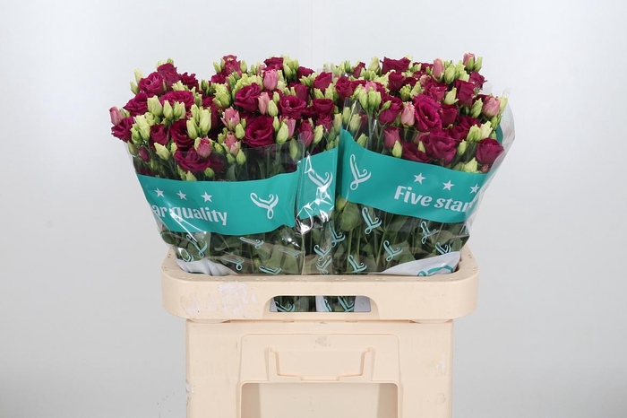 <h4>Eus G Arosa Red</h4>