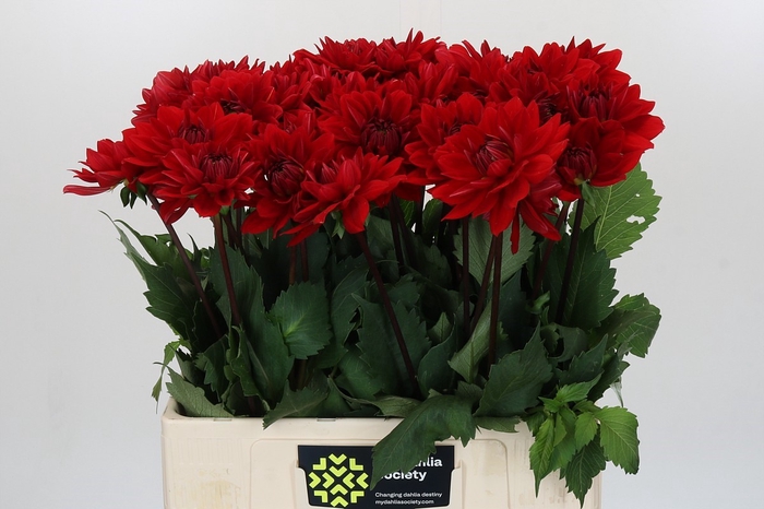 <h4>Dahlia Heatwave</h4>