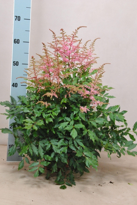 <h4>Astilbe Freya</h4>