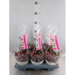 Ceropegia woodii 'Variegata'