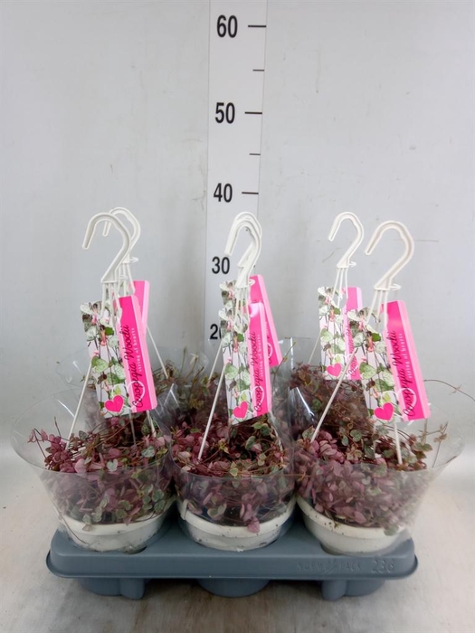 <h4>Ceropegia woodii 'Variegata'</h4>