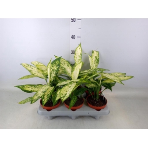 Dieffenbachia  'Vesuvius'