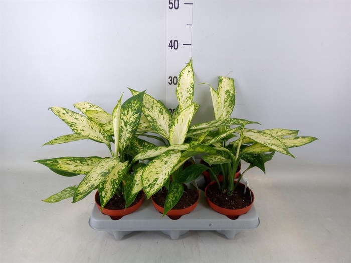 <h4>Dieffenbachia  'Vesuvius'</h4>