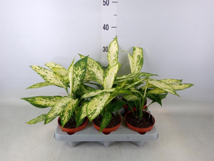 <h4>Dieffenbachia  'Vesuvius'</h4>