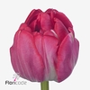 Tulipa do beth hart