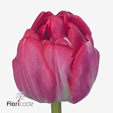 Tulipa do beth hart