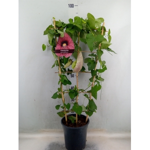Aristolochia macrophylla