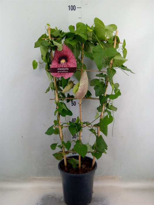 <h4>Aristolochia macrophylla</h4>