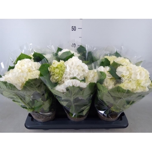 Hydrangea mac.   ...