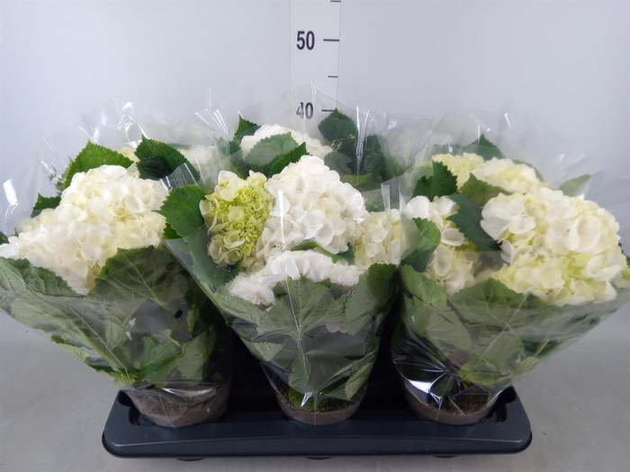 <h4>Hydrangea mac.   ...</h4>