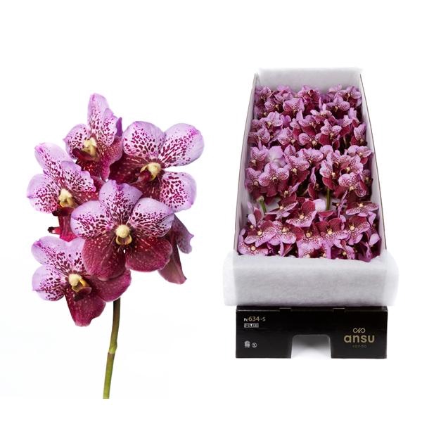 <h4>Vanda Divana Pink Mahogany X16</h4>
