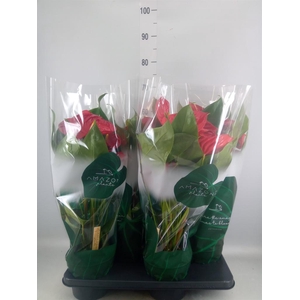 Anthurium andr. 'Nevada'
