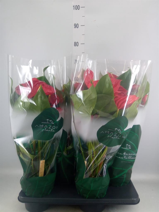 <h4>Anthurium andr. 'Nevada'</h4>