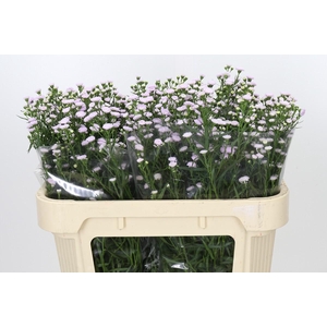 Aster Baby Pink Pearl