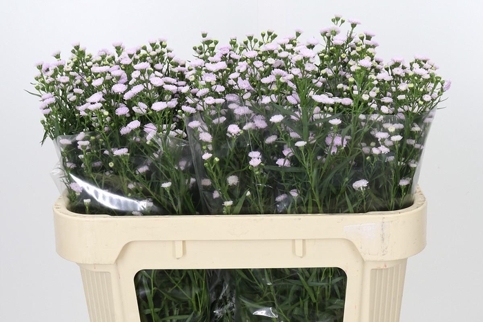 <h4>Aster Baby Pink Pearl</h4>