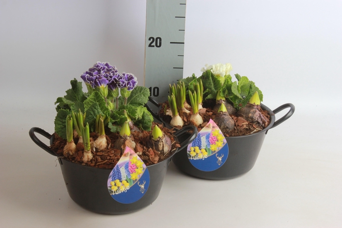 <h4>ARR BOL KNOLGEWAS</h4>