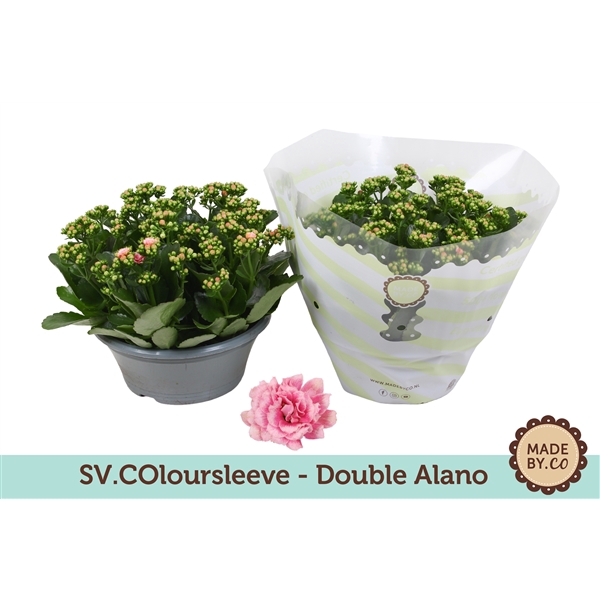 <h4>Kalanchoë Double Alano in SV.COloursleeve</h4>