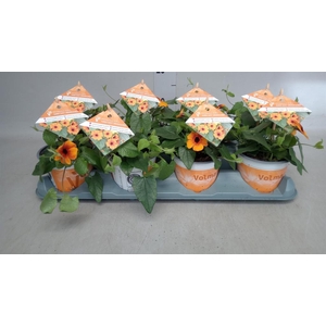 Thunbergia alata 'Orange BlackEye'