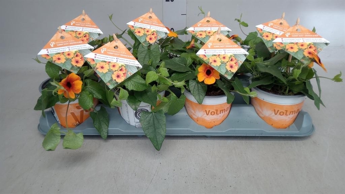 <h4>Thunbergia alata 'Orange BlackEye'</h4>