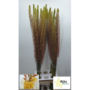 EREMURUS RUMBA