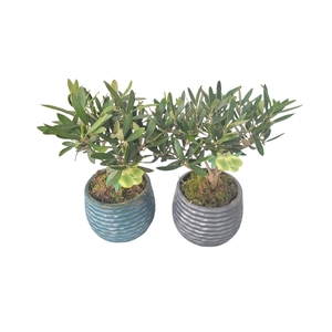 Arr.   Kamerplant Groen L%