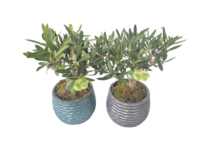 <h4>Arr.   Kamerplant Groen L%</h4>