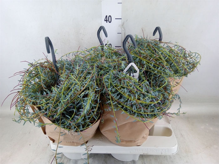 <h4>Senecio   ...</h4>