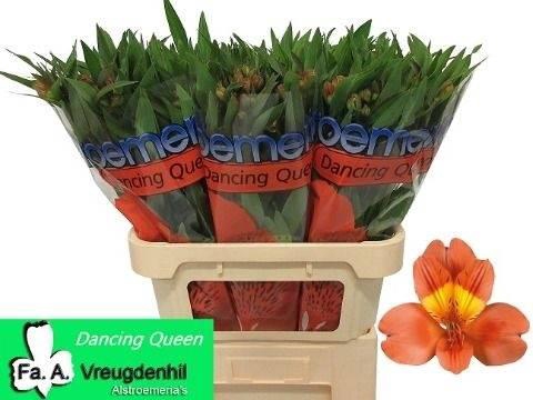 <h4>ALSTR DANCING QUEEN</h4>