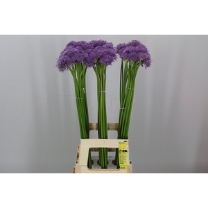 ALLIUM GLADIATOR