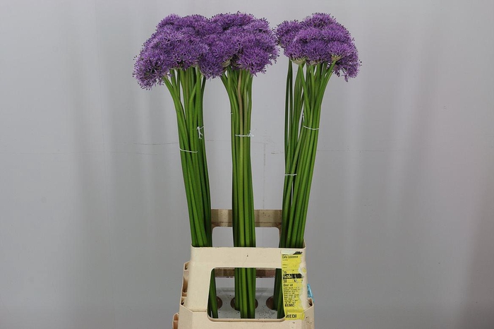 <h4>ALLIUM GLADIATOR</h4>