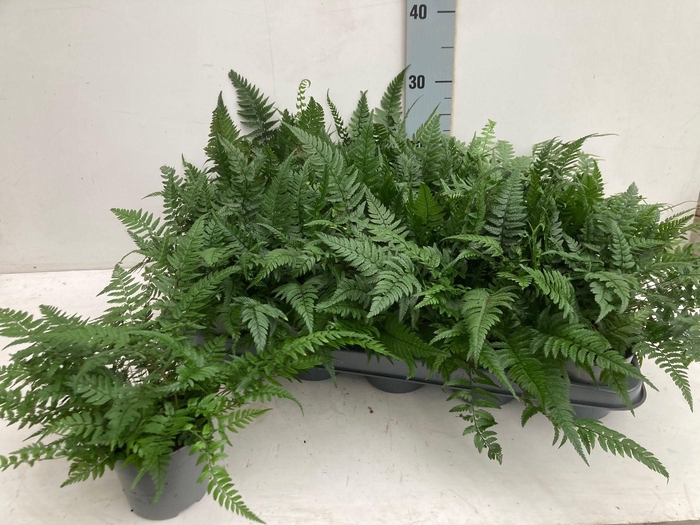 <h4>POLYSTICHUM TSUSSIME</h4>