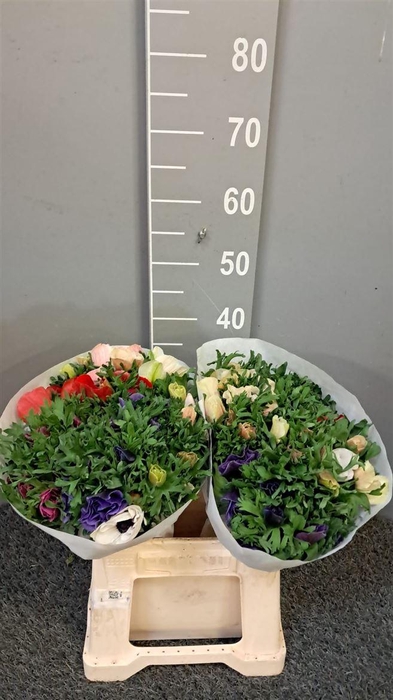 <h4>Anem Rainbow Jaguar</h4>