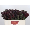 Leucadendron Saf Sunset Dark R.