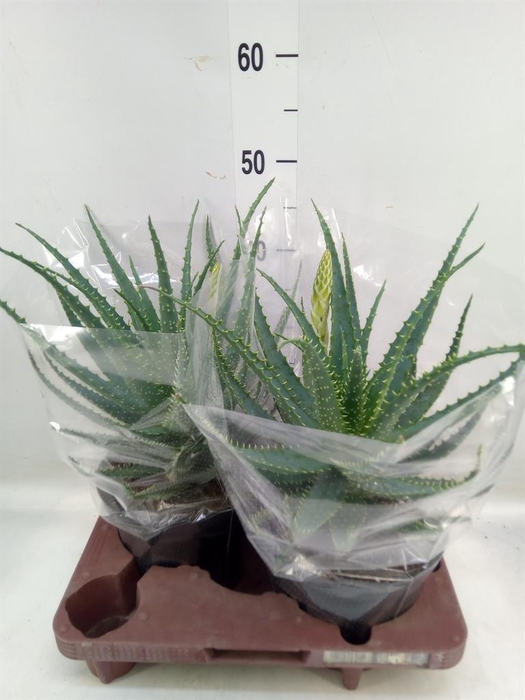 <h4>Aloe arborescens</h4>