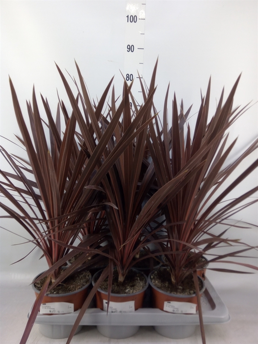 <h4>Cordyline austr. 'Red Star'</h4>