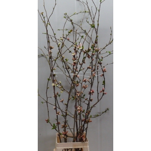 CHAENOMELES APPLE BLOSSOM 100CM
