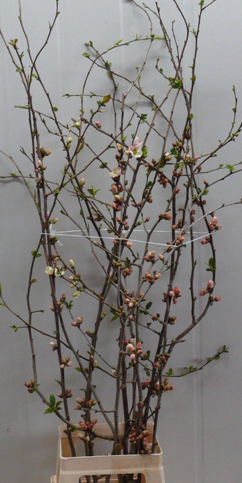 <h4>CHAENOMELES APPLE BLOSSOM 100CM</h4>