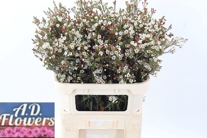 <h4>Cham MI Liron</h4>