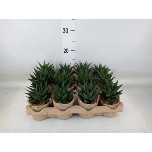 Arr.   Kamerplant Groen L%