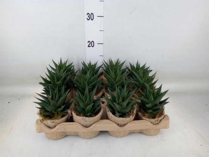 <h4>Arr. Kamerplant Groen L%</h4>