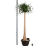 Beaucarnea Recur