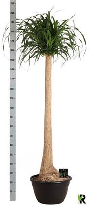 Beaucarnea Recur
