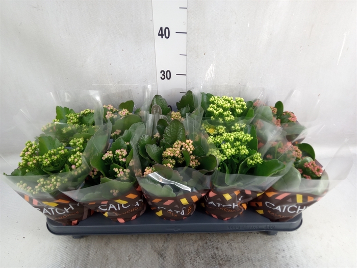 Kalanchoe blos.   ..rosebud mix  5